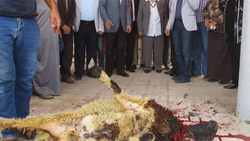 في وجود محافظ البحيرة.. جامعة دمنهور تذبح العجول أمام الكليات وخارج المجزر
