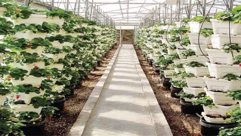 خبير: الاتجاه لزراعات التصدير ضرورة لتنشيطها