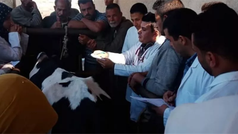 تدريبات عمليه لطلاب الطب البيطري بوحده دمنهور