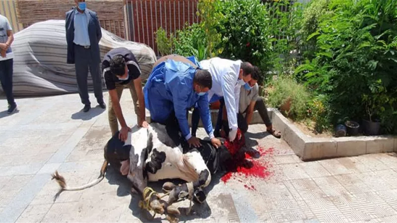 جامعة دمنهور تطرح لحوم بقري وضأن بـ٨٠ جنيهًا للكيلو