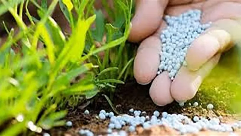 صرف الأسمدة للحاصلات الزراعية حتى نهاية سبتمبر في الأقصر