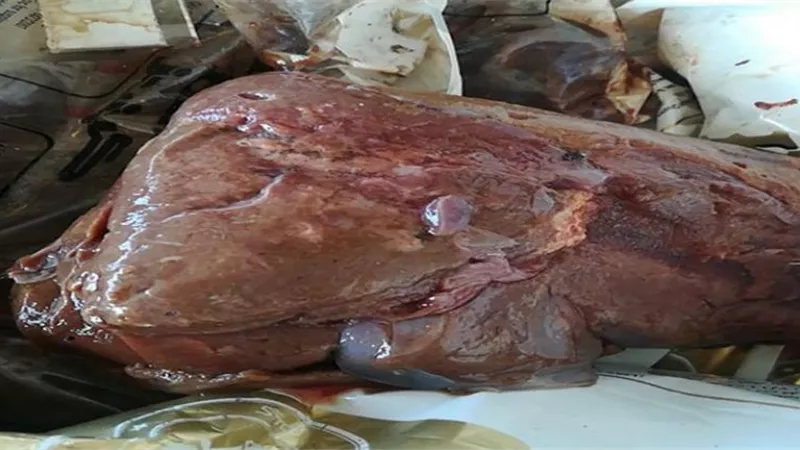 ضبط 4.5 طن كبدة فاسدة داخل ثلاجة بالجيزة