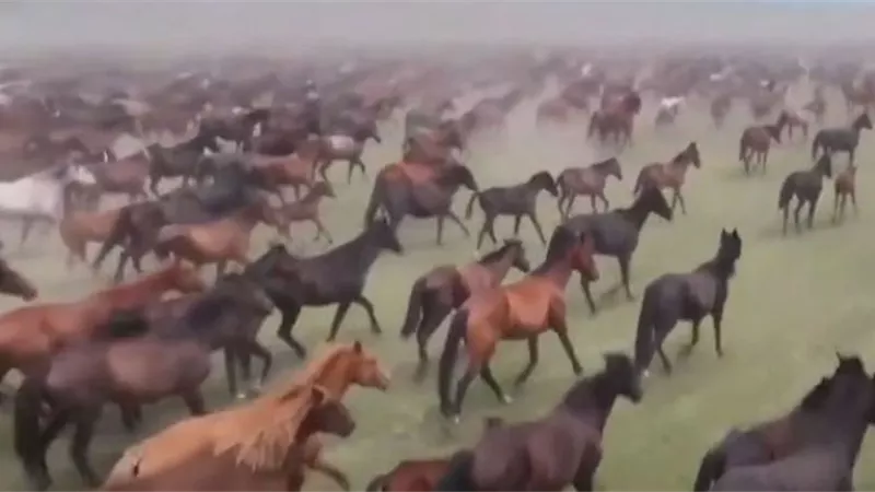 الخيول السماوية التي تسبح في النهر(شاهد)