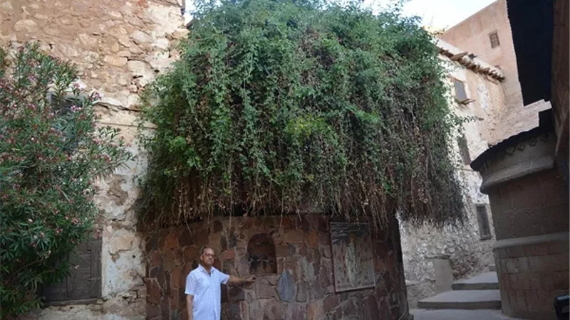خبير آثار يطالب بتسجيل مسار نبي الله موسى باليونسكو 
