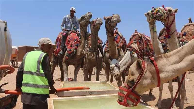منظومة جديدة لتنظيم خدمات ركوب الخيل والجمال بأهرامات الجيزة