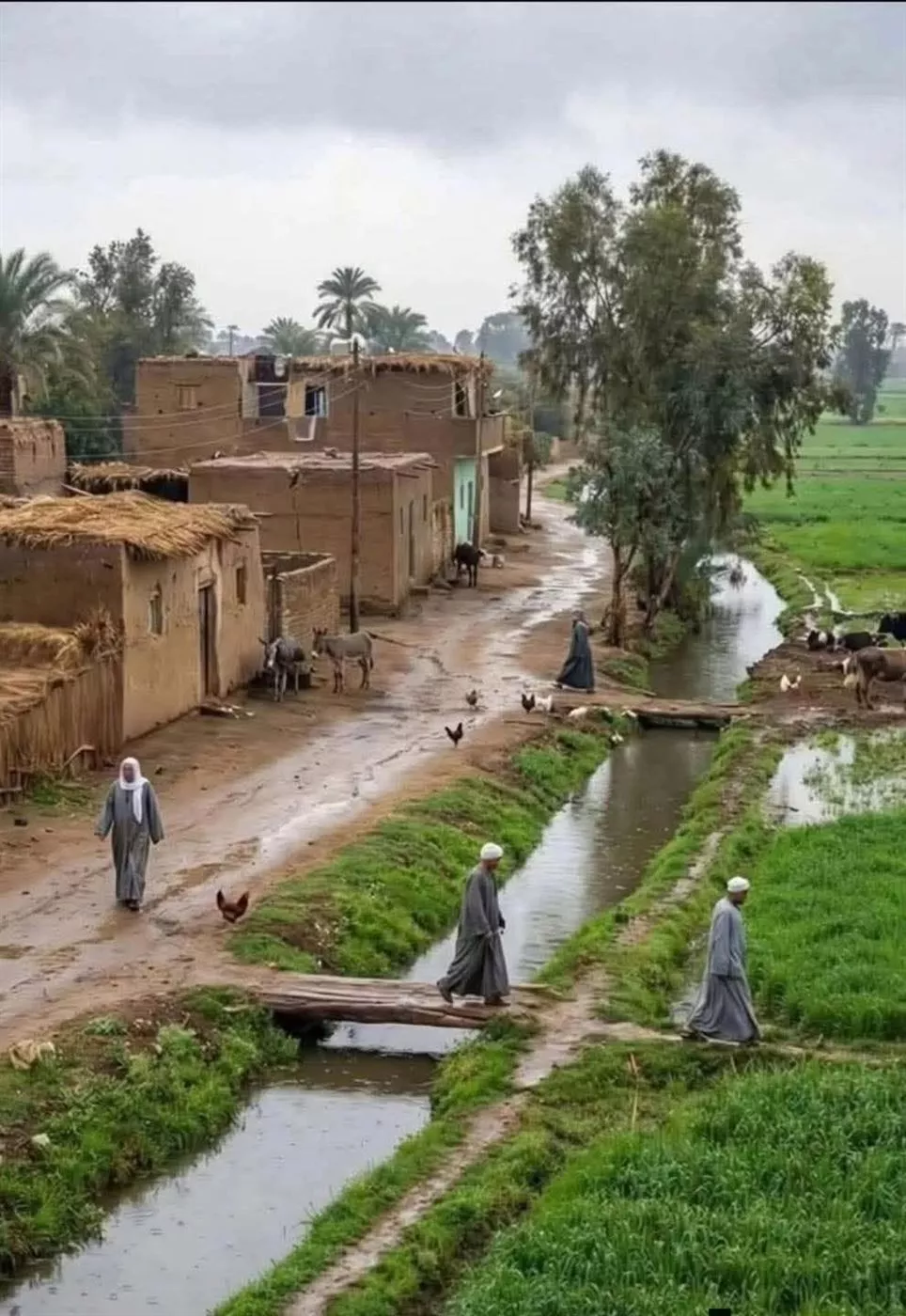 الريف المصرى شهد تطورا ملحوظا خلال السنوات الاخيره