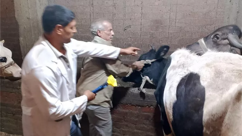 تحصين ضد الحمى القلاعية وحمى الوادي المتصدع بإجمالي تحصين 272 ألف رأس ماشية بالدقهلية 
